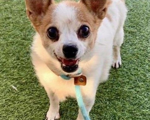 Ginger aka Granny Smith 