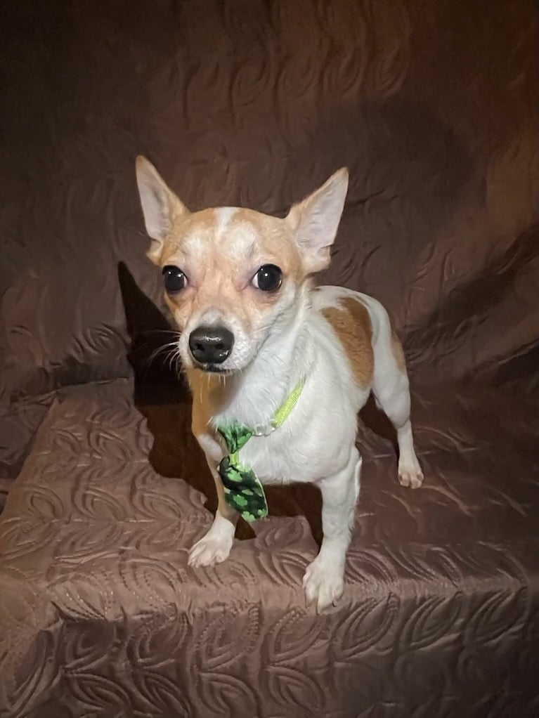 Funny Little Toby!!!