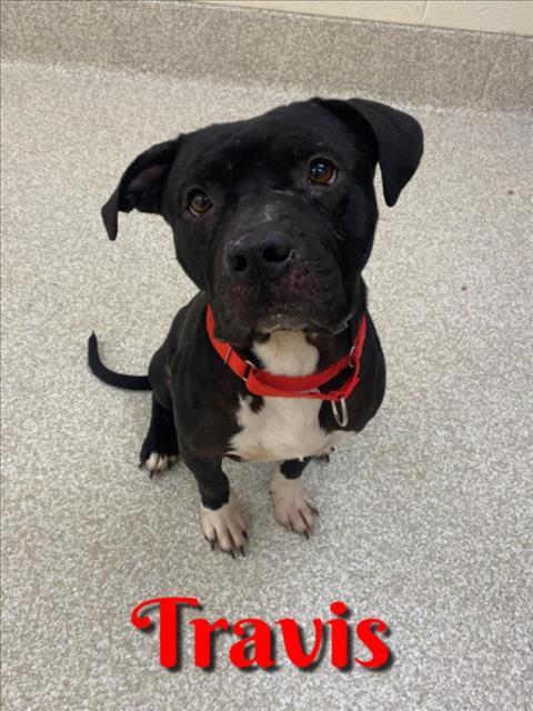 TRAVIS