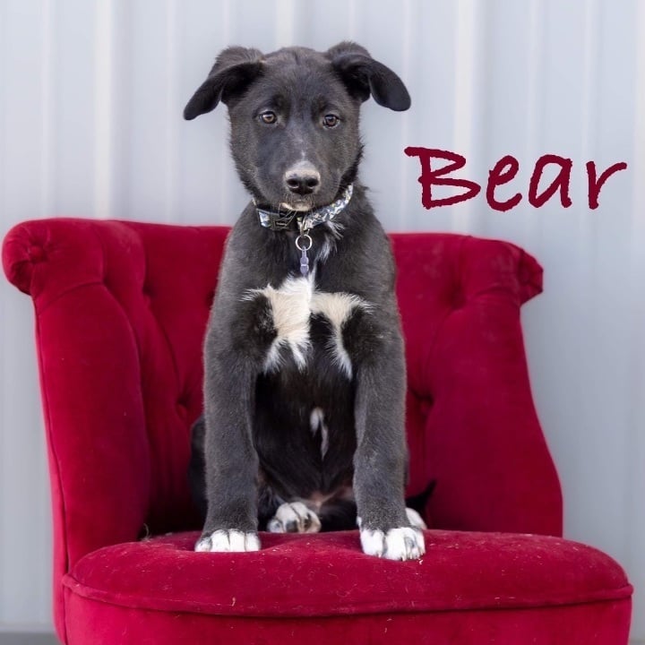 Bear - Local March 22-24