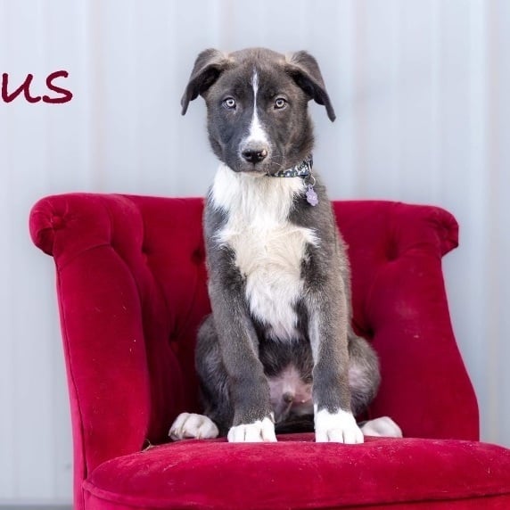 Gus - Local March 22-24