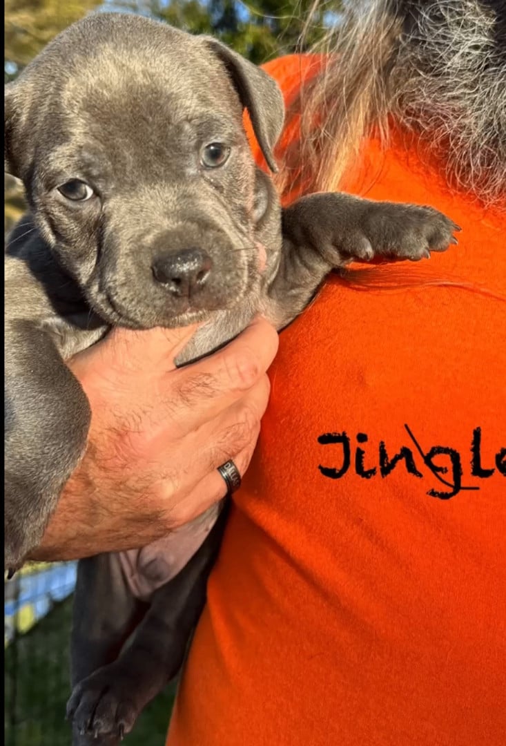 Jingle