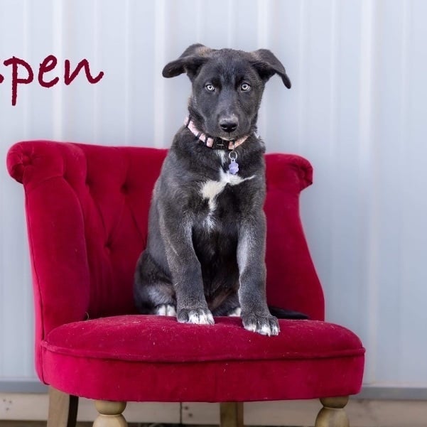 Aspen - Local March 22-24