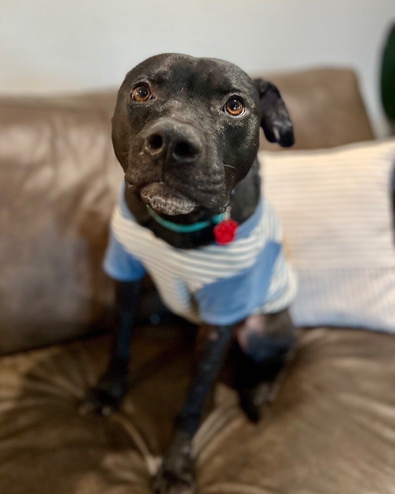 Mistletoe Dreamer The Boy Who Is Always Smiling