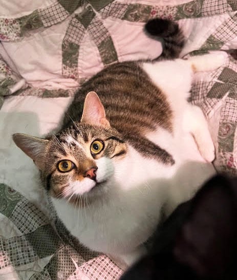 Henry *Courtesy Post