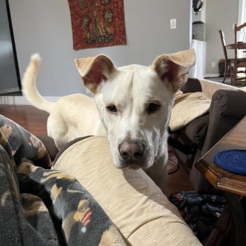 Luna fka Jingle D9857