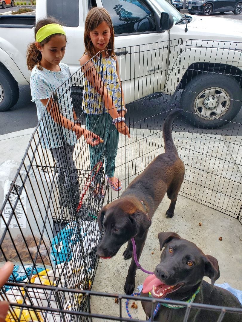 Smiley Miles!! Black lab