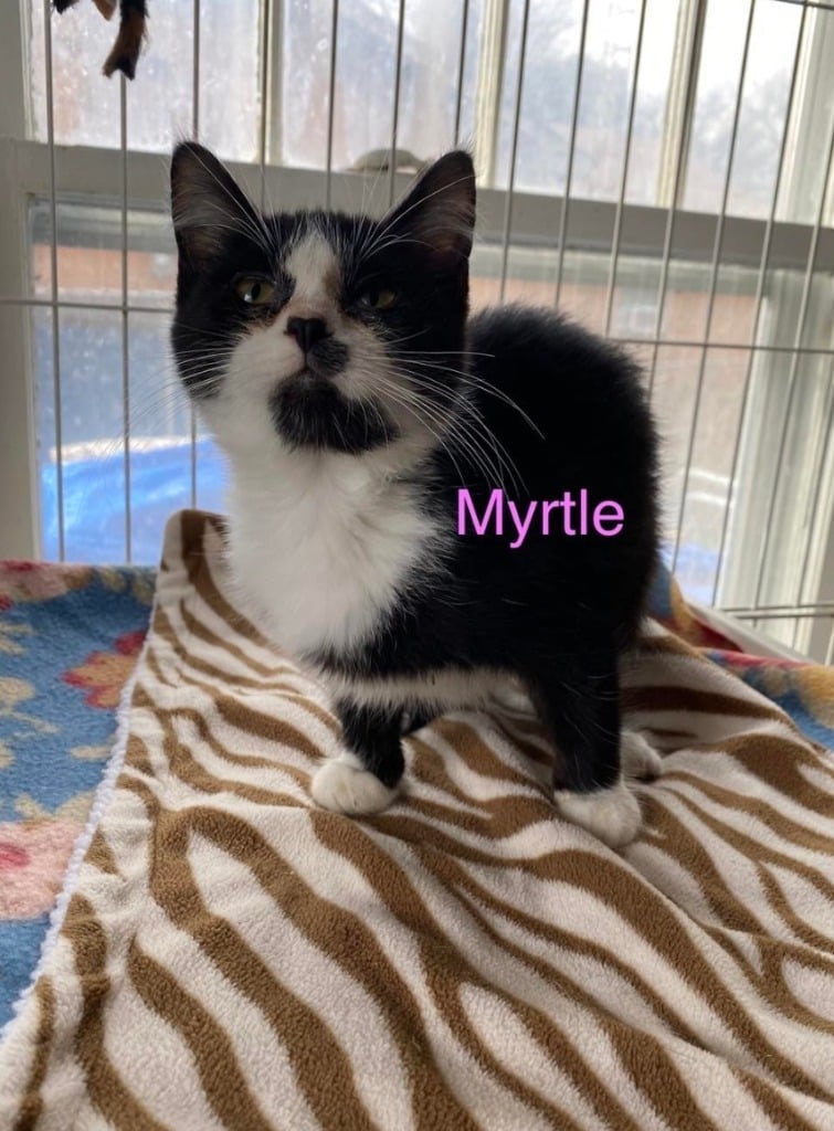 Myrtle