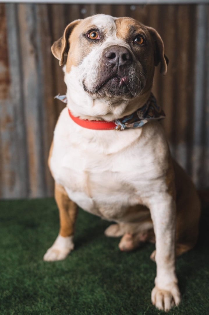 Sampson- just a happy little tugboat 