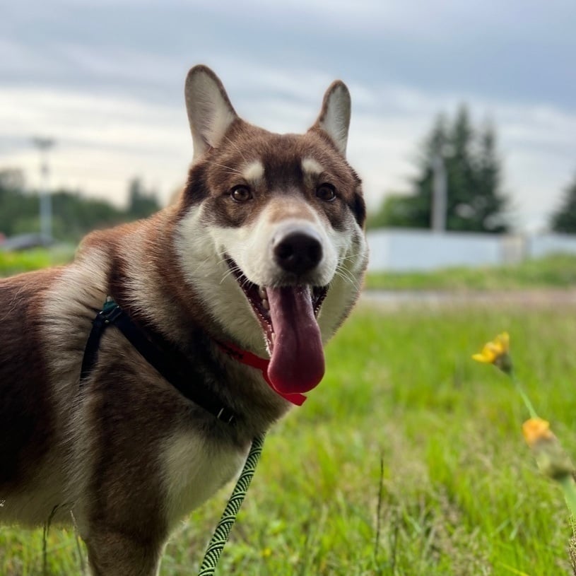 Winchester - Beautiful Pup!