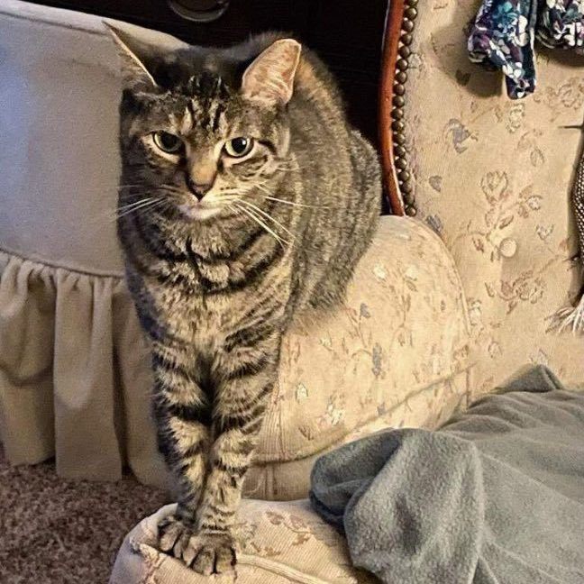 Stella - Purrfect Cat!