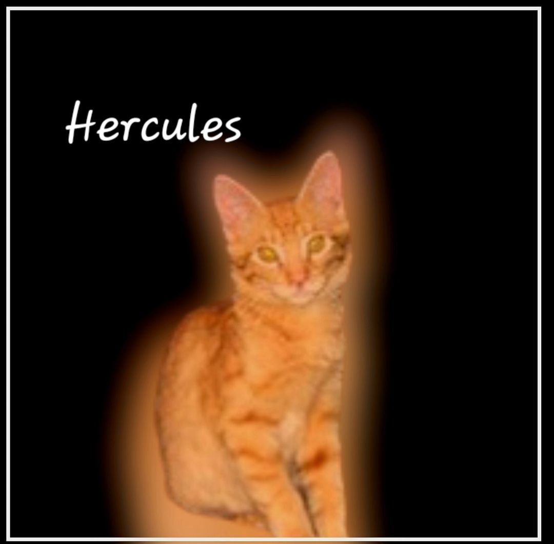 Hercules #strong-man?
