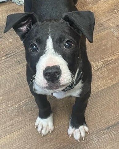 Frankie the Fearless 