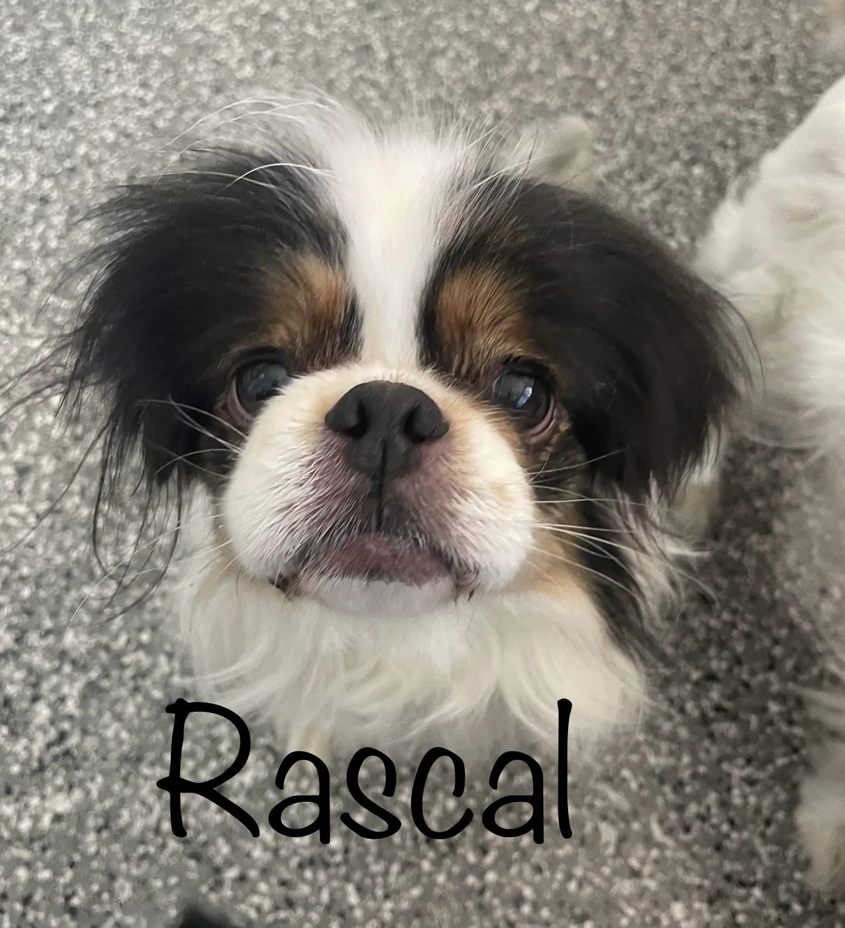 Rascal