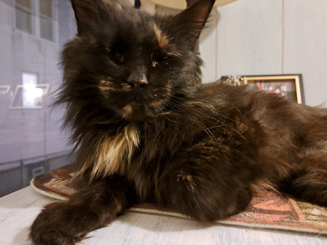 Ripley (Courtesy Post)