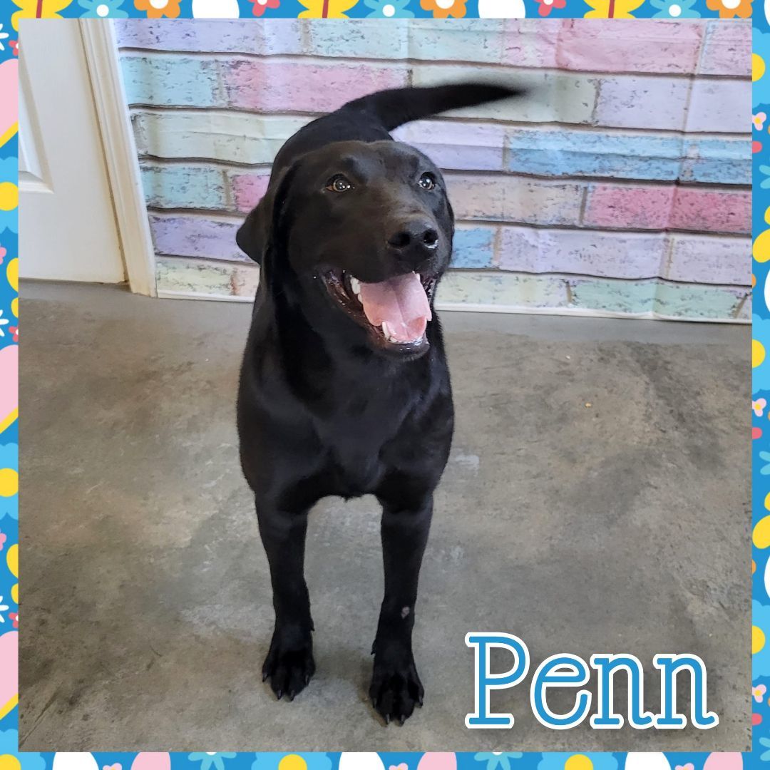 Penn
