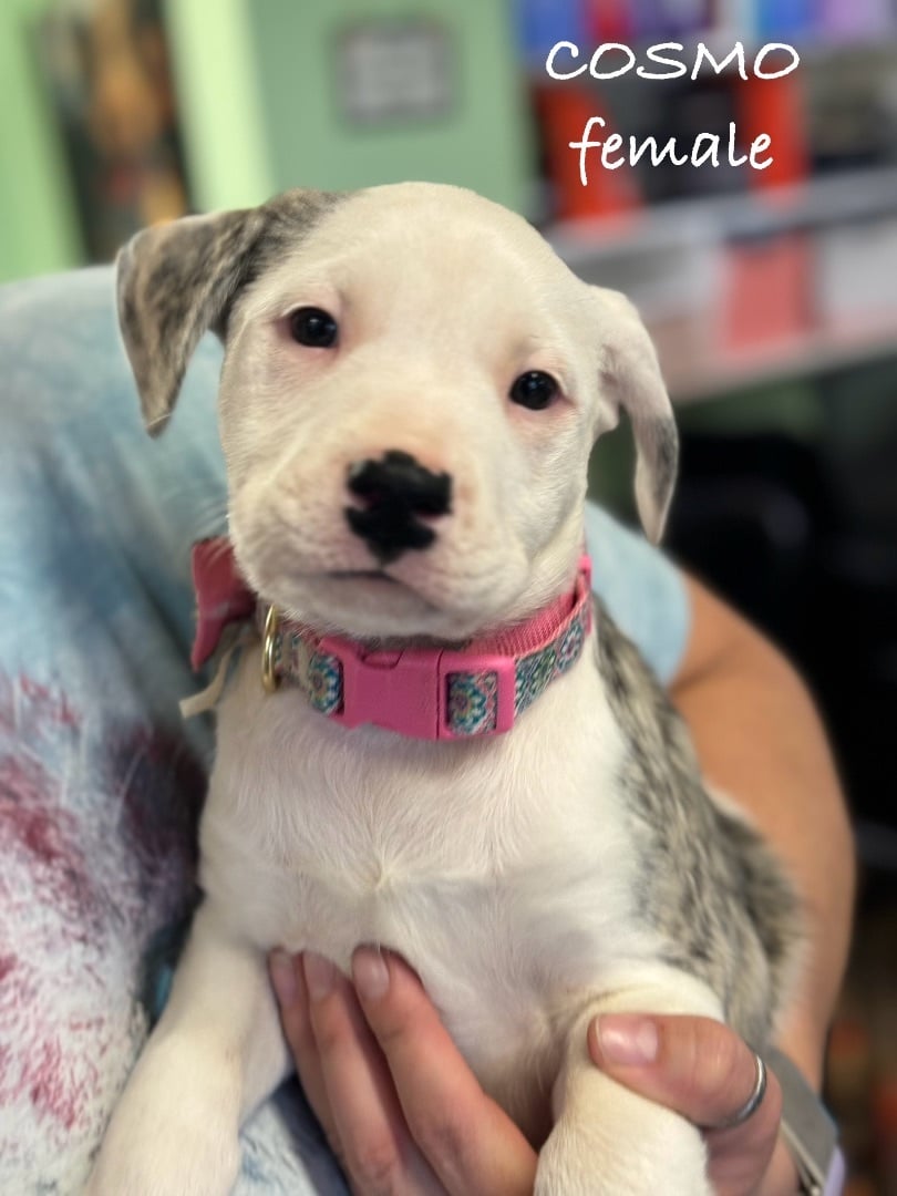 Cosmo