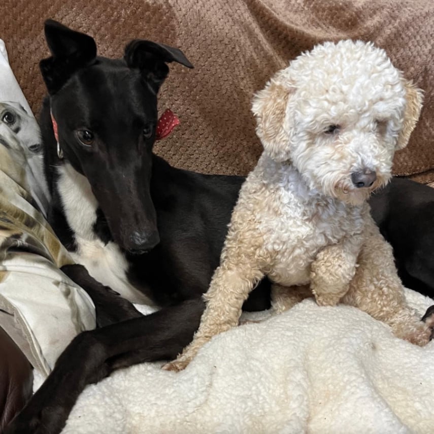 Joe (Charlesfield Joe)