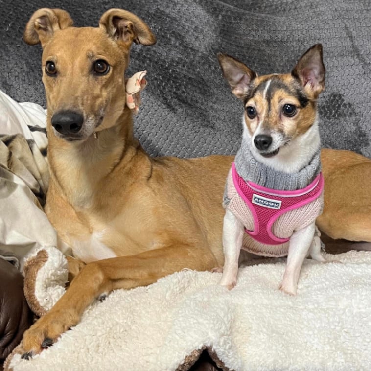 Mandy (Chetwynd Style)