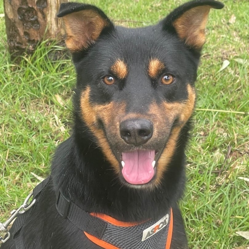 TITAN IS YOUR STEADFAST COMPANION