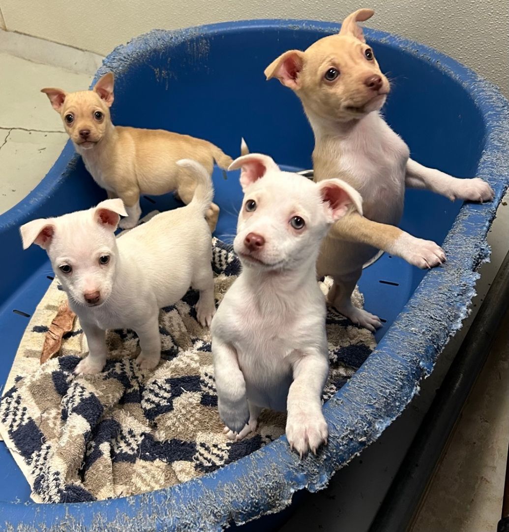 Iris, Lilac, Dandelion and Snapdragon