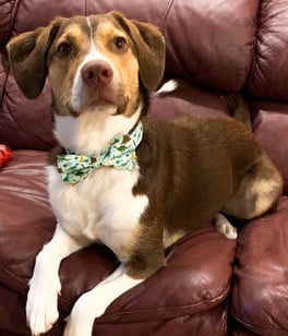 Tucker-Available (Courtesy Post) please contact support@pawpalhome.com 