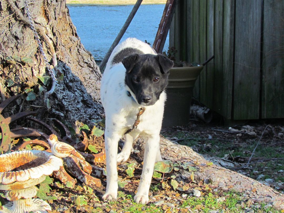 DIPSTICK (black head looks like it was dipped in oil)