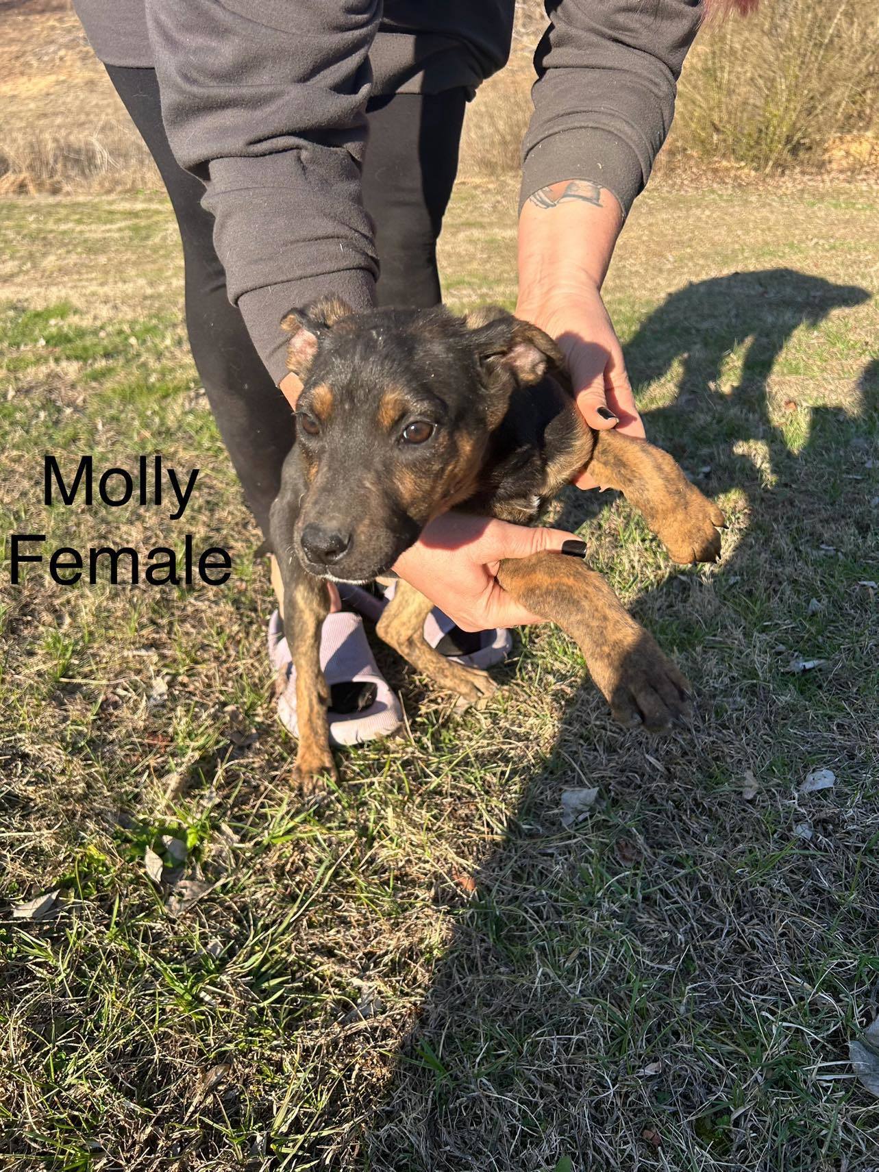 Molly (PUPPY)