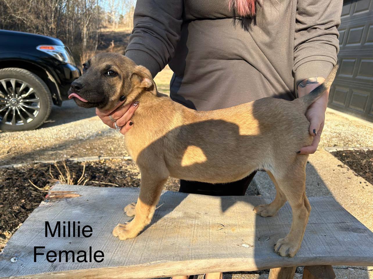 Millie (PUPPY)