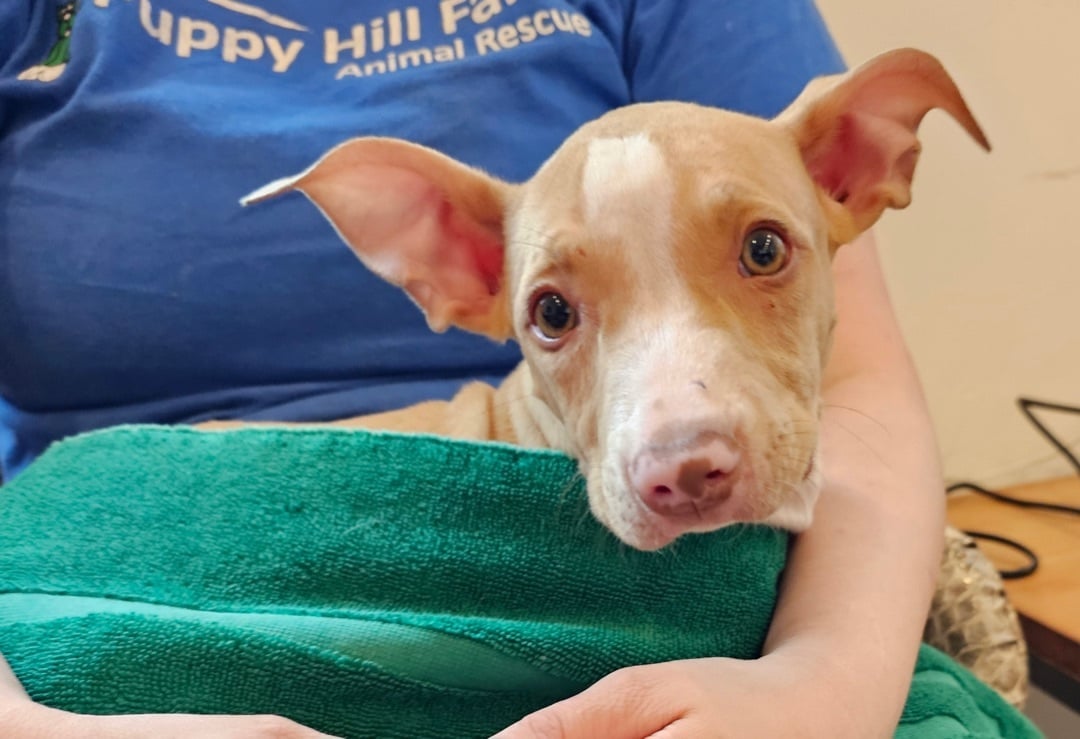 Piglet, Betty, and Punkin