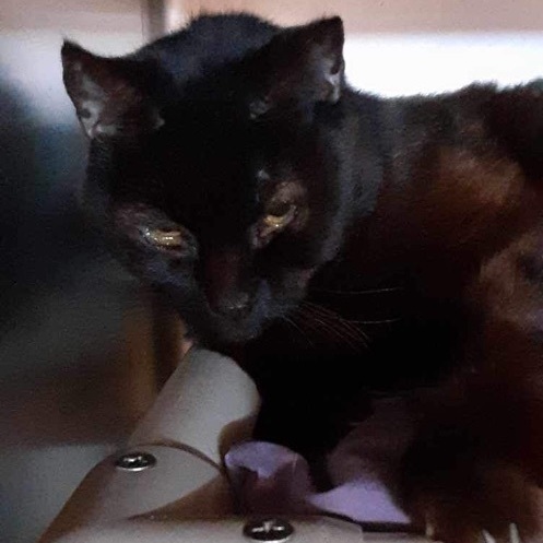 Hissie - Senior, 15 years old