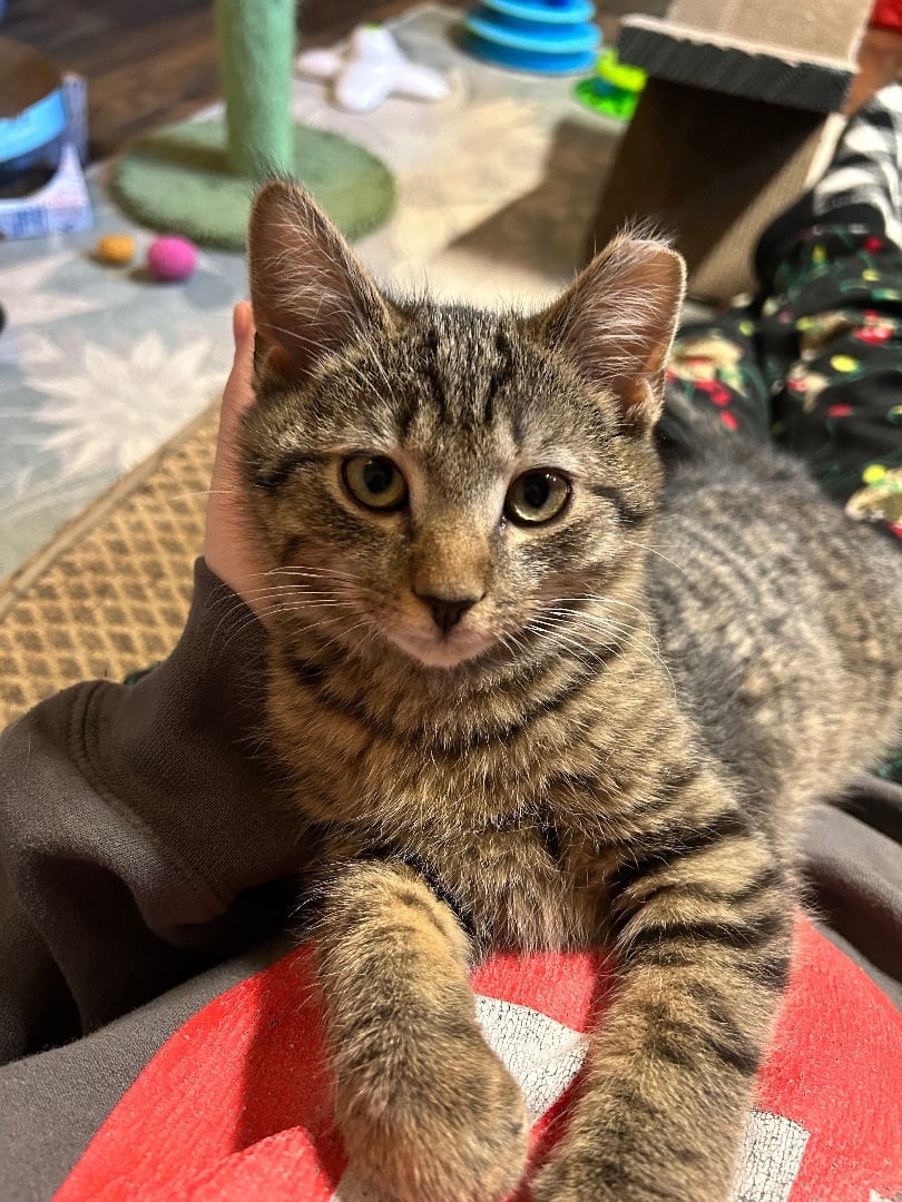 Hemlock (Tree Kitten)