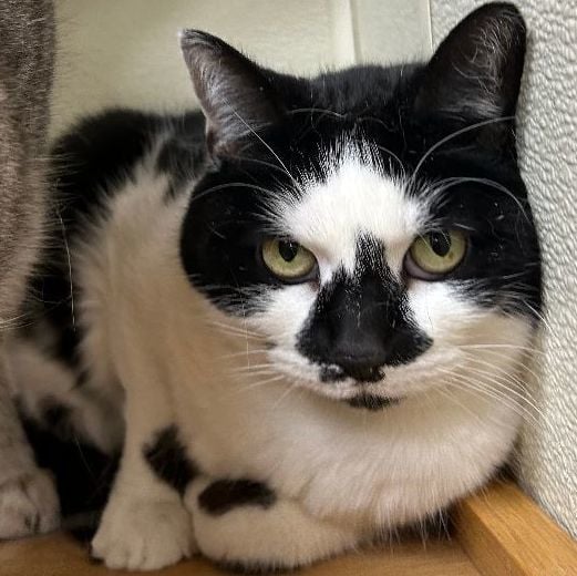 Gracie (Bonded w/ Luna)