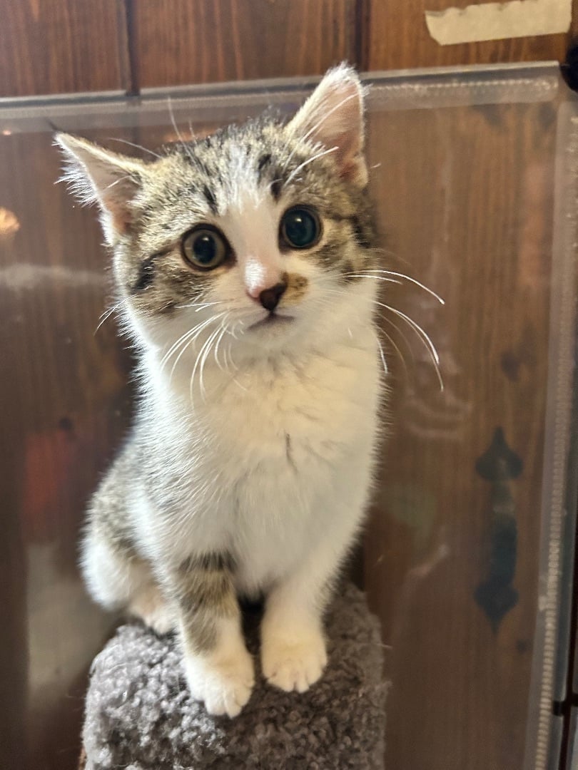 Juniper (Tree kitten)