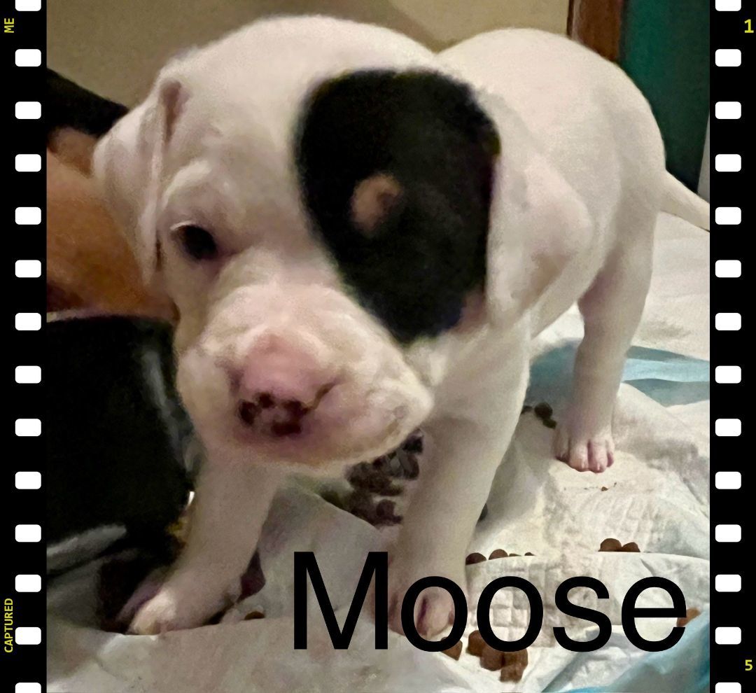 MOOSE