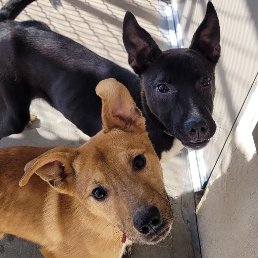 Butterscotch & Blacking