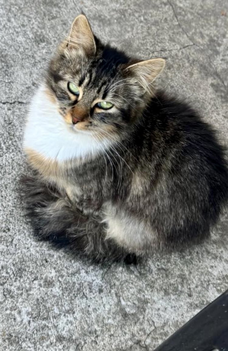 Wendy and Winnie (Adoption needed)