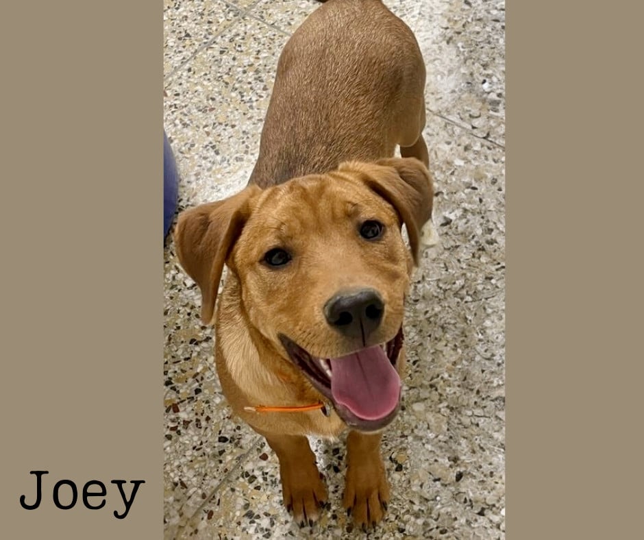 Joey