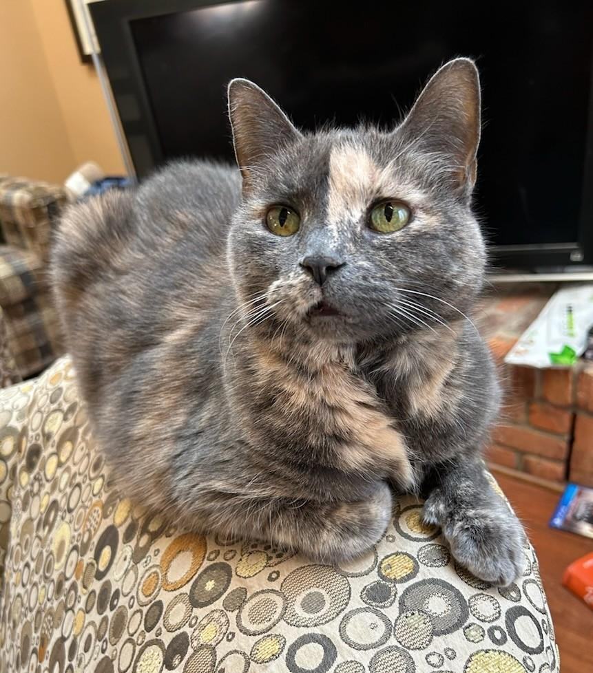 Lily (Bonded with Lola)