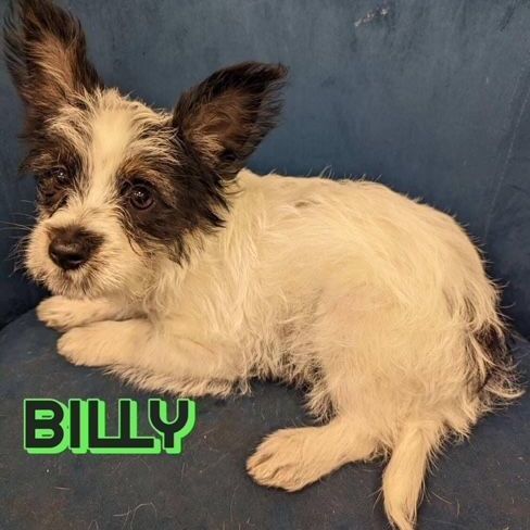 Billy