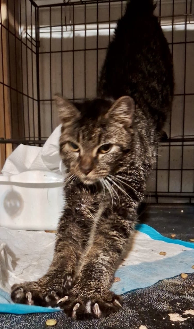 Princess (Adoption needed)