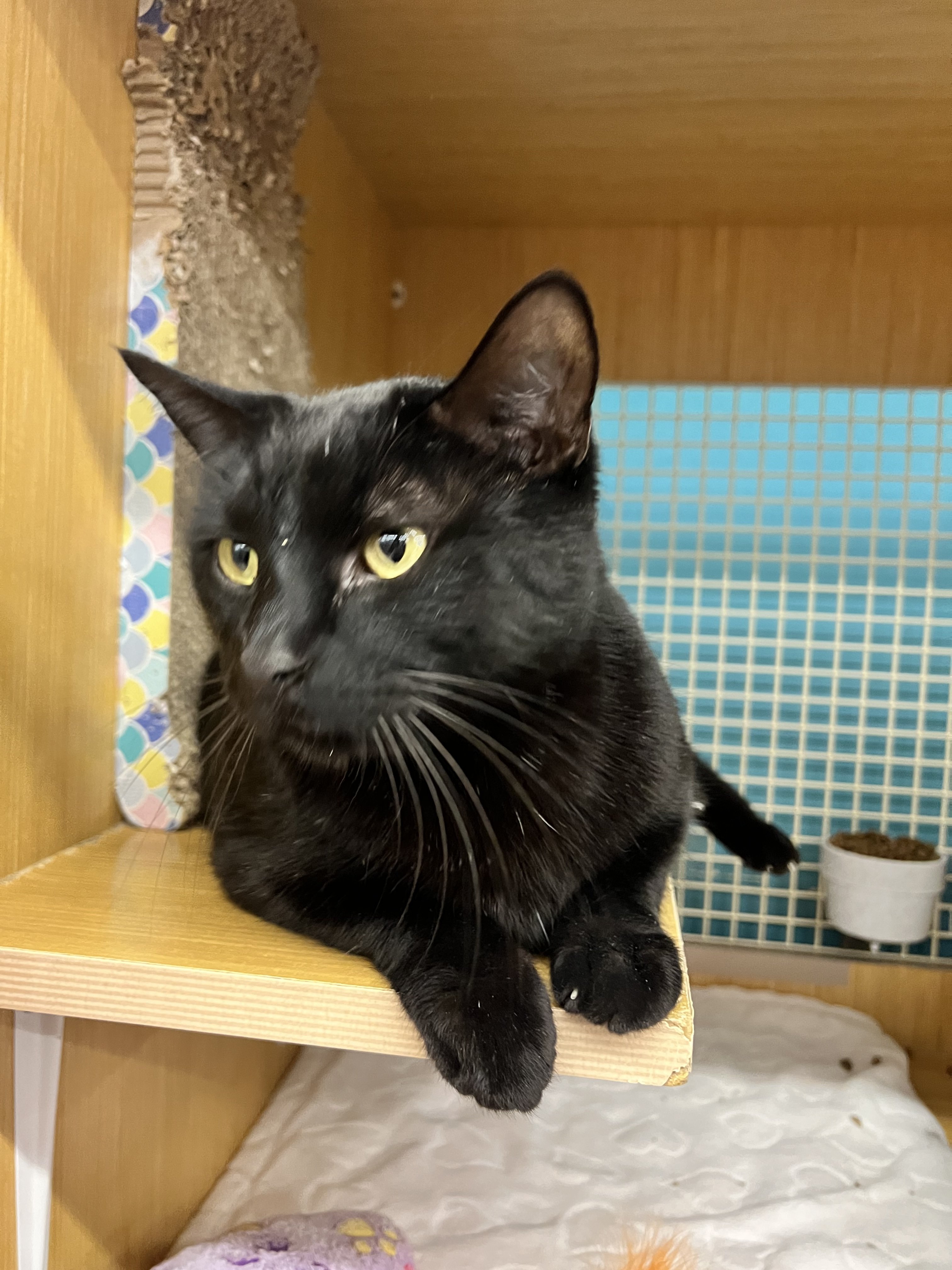 Jester and Valentino