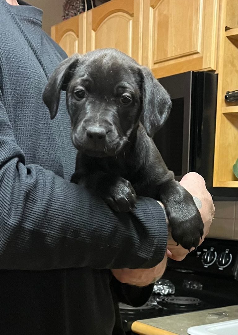 Courtesy post (Please call the owner directly) PUPPIES! 