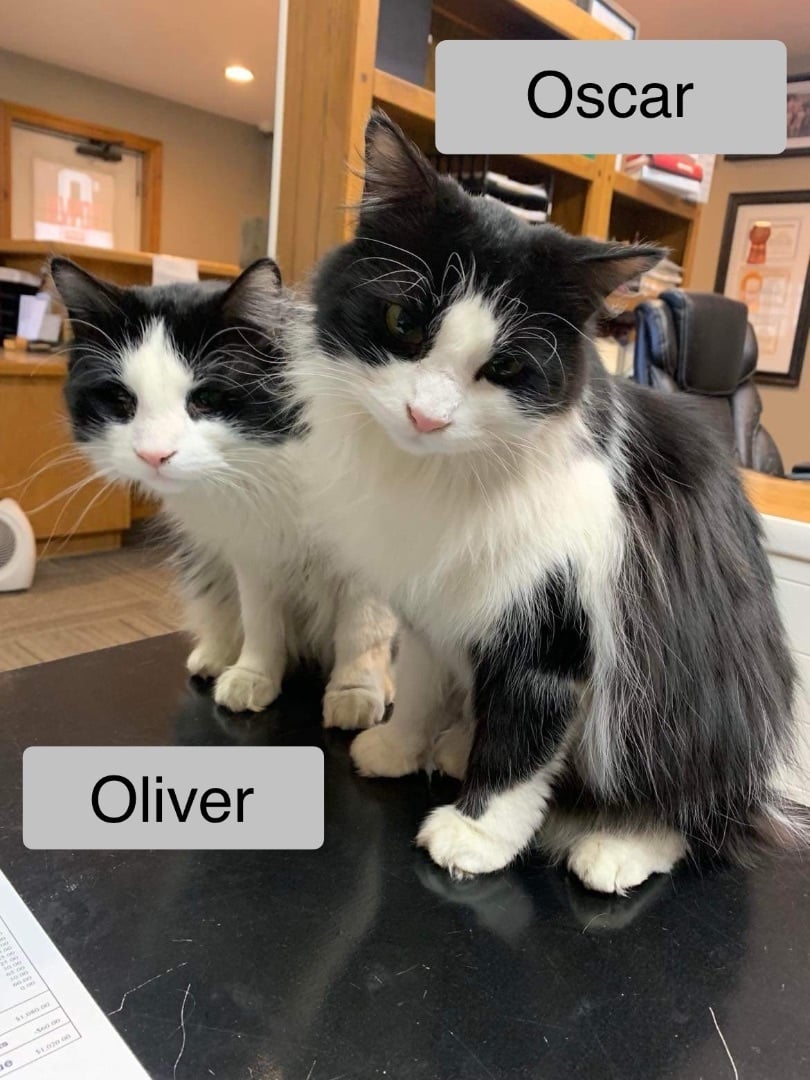 Oliver & Oscar