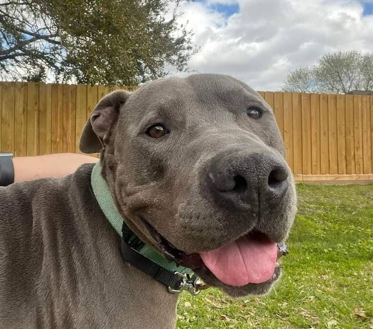 Ferdinand Blue The Gentle Teddy Bear