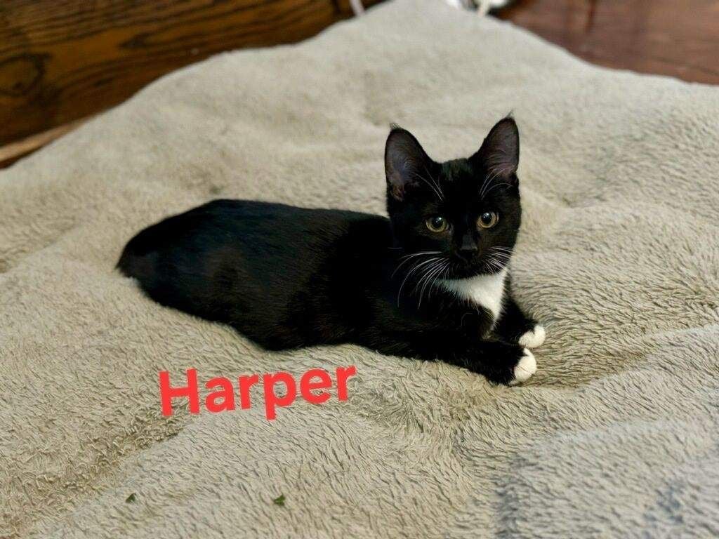 Harper 