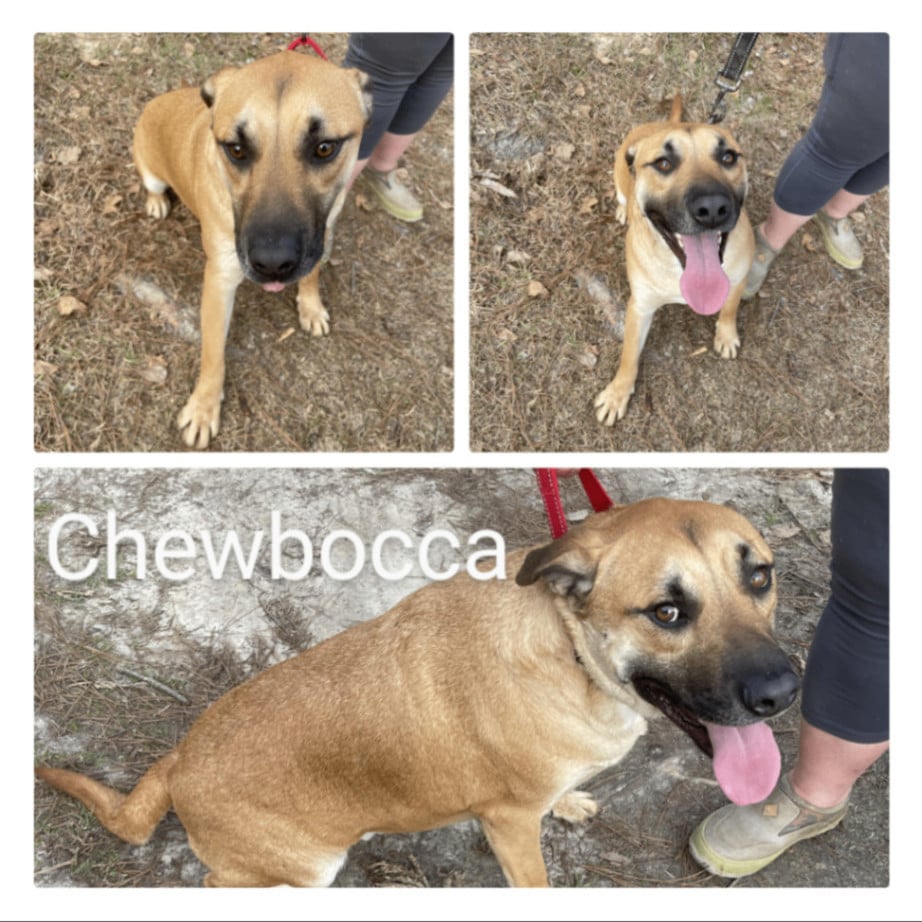 Chewbocca CP