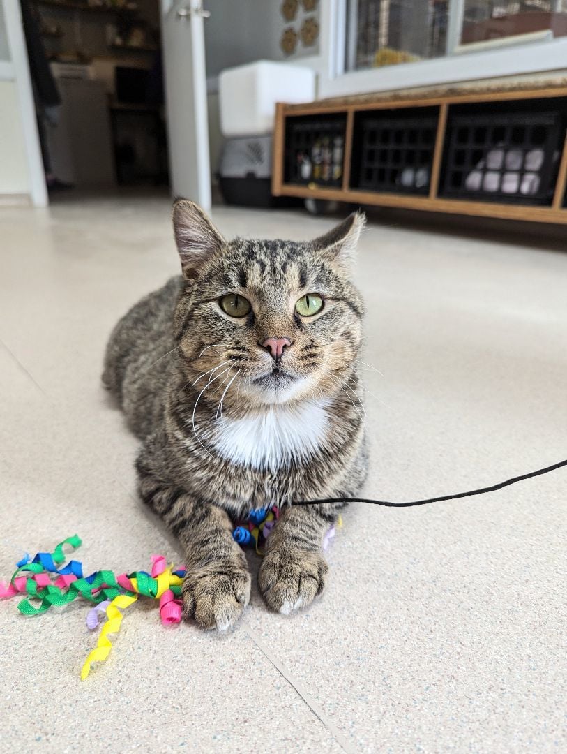 Gecko - Leader of the Band