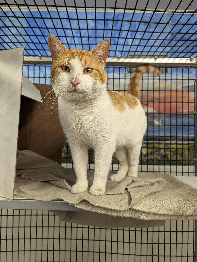 Flaxen - The Executive 