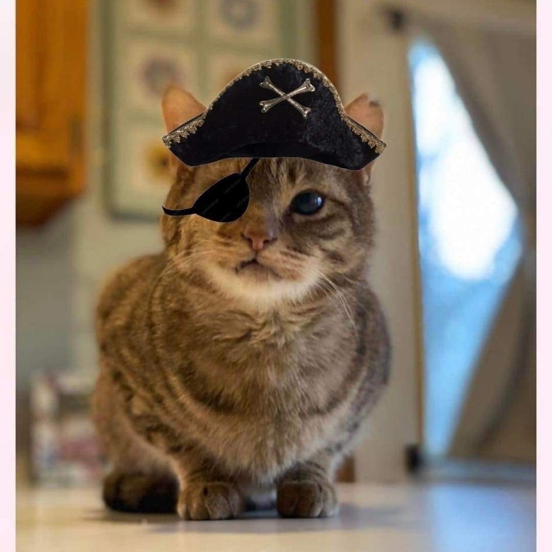 Phillip - happy playful kitty 